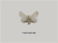 藏品(黑點白蠶蛾)的圖片